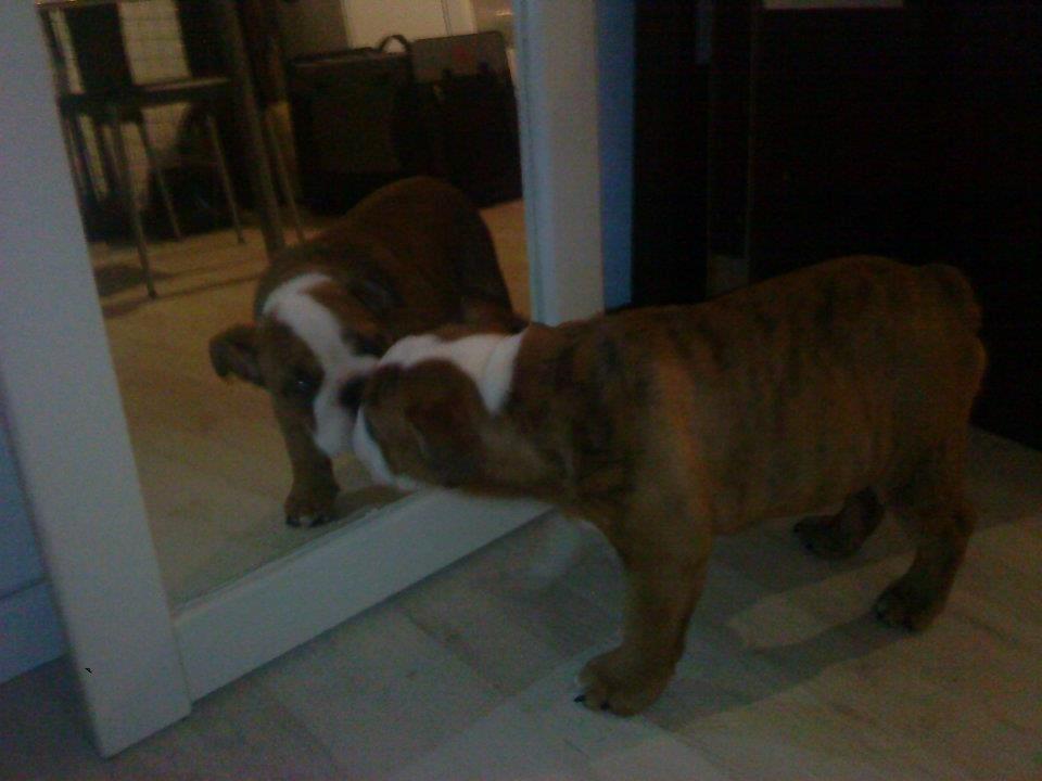 Engelsk bulldog Asbjørn billede 4