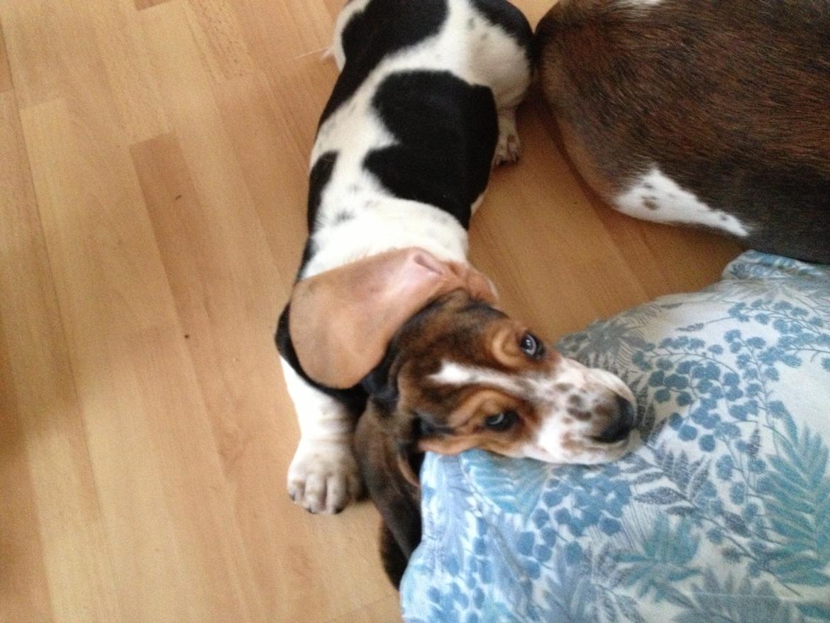 Basset hound Paddington - Hvorfor kigger du så'n på mig mor? :) billede 8