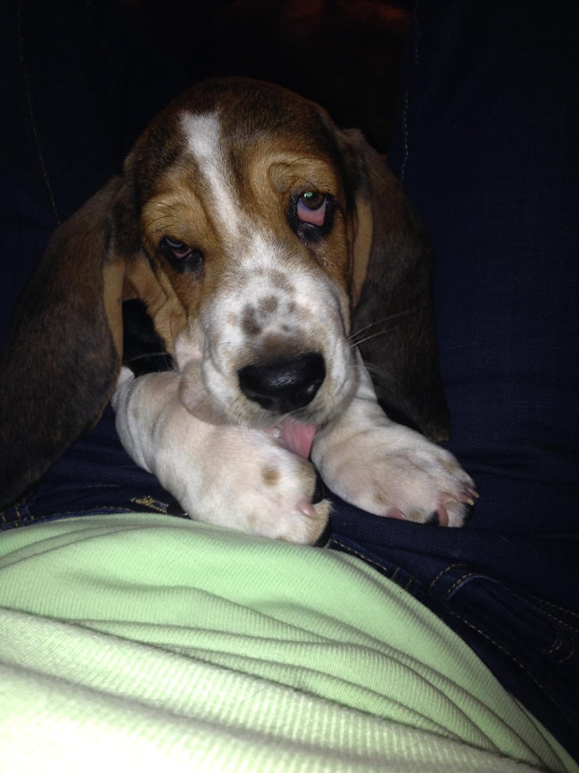 Basset hound Paddington - Paddington bjørn vasker lige hans store lapper :D billede 9