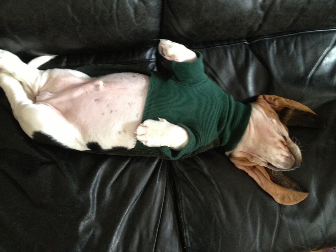 Basset hound Paddington - SkildPaddy - nu med spændetrøje xD haha billede 10