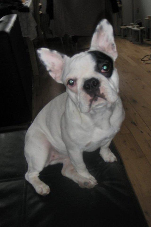Fransk bulldog Alma billede 1