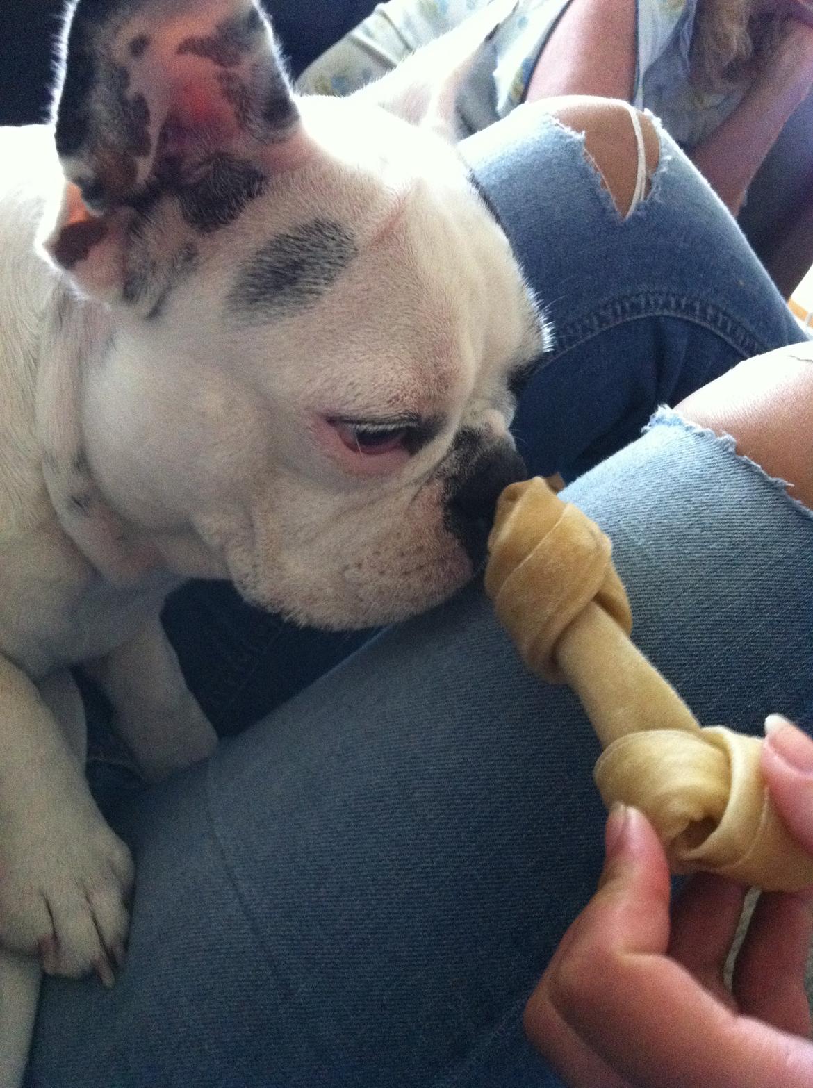 Fransk bulldog Alma billede 2