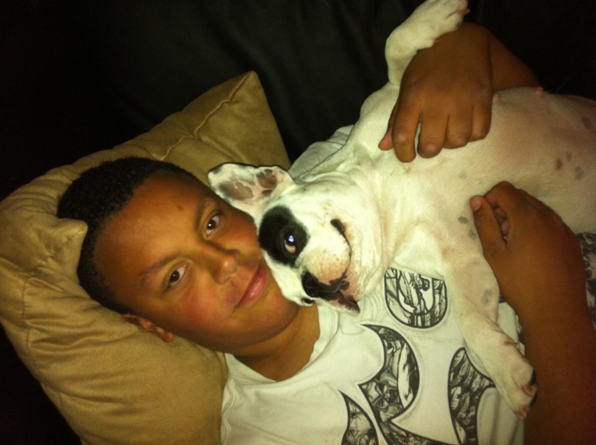Fransk bulldog Alma billede 3