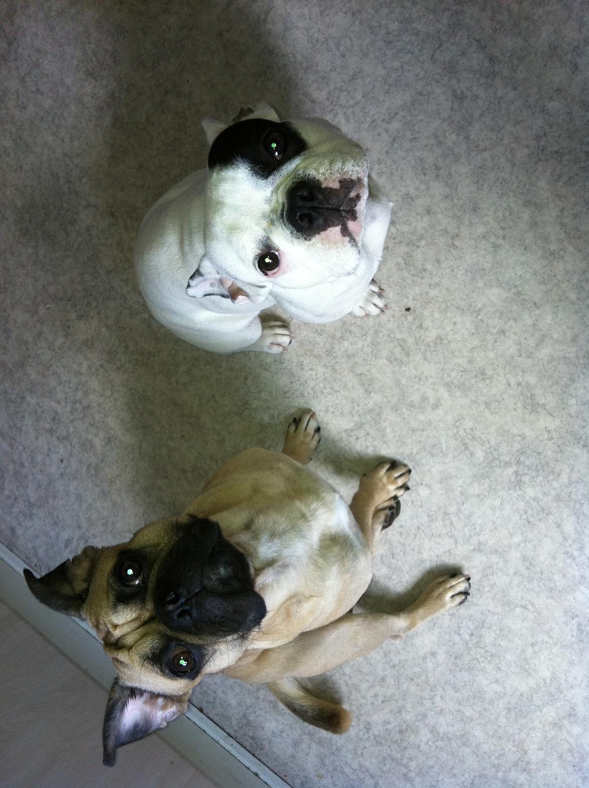 Fransk bulldog Alma billede 4