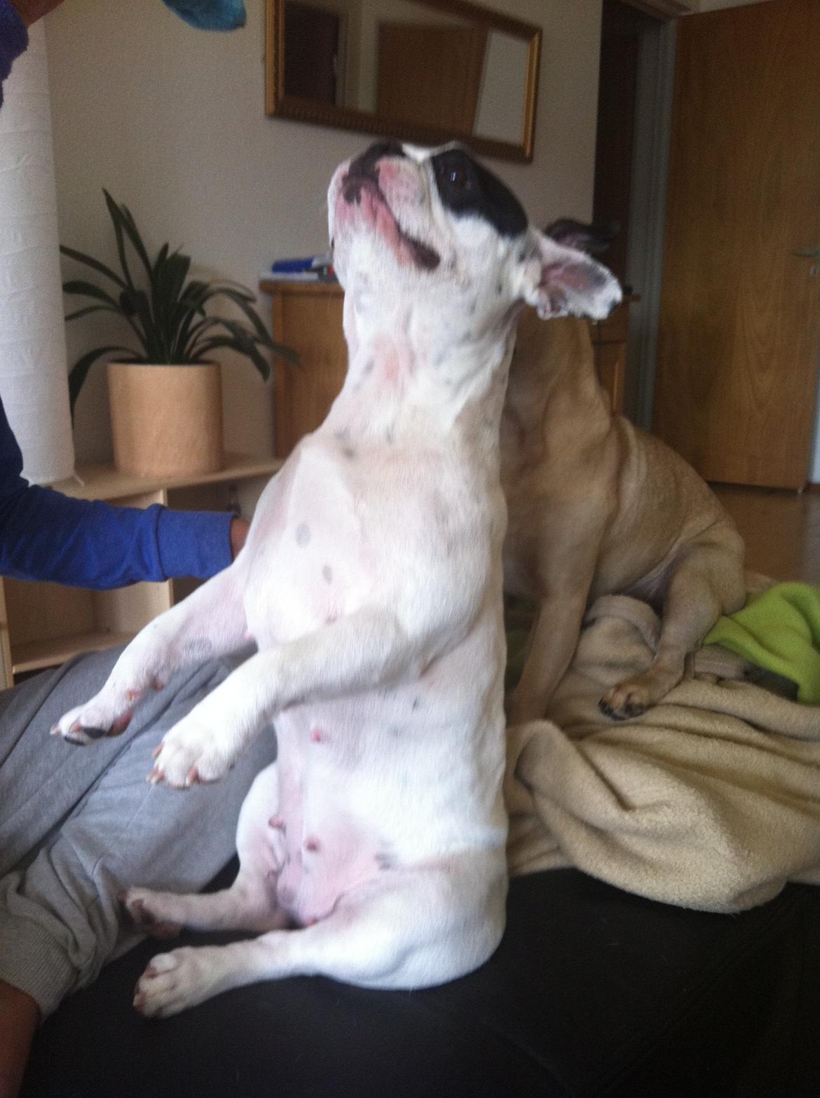 Fransk bulldog Alma billede 5