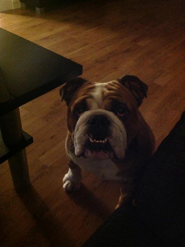Engelsk bulldog Asbjørn billede 6