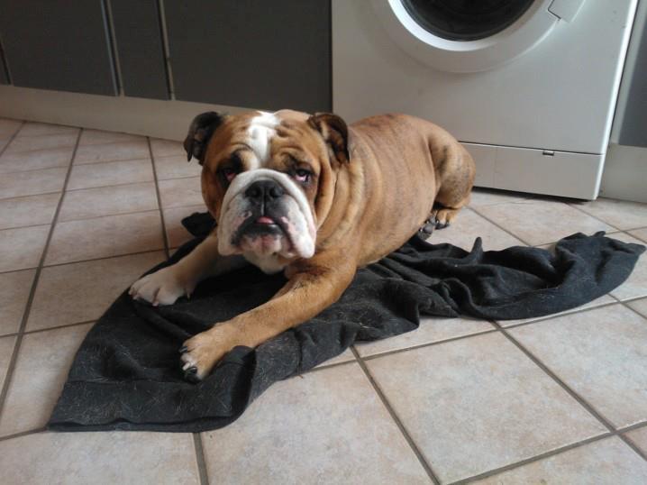 Engelsk bulldog Asbjørn billede 5