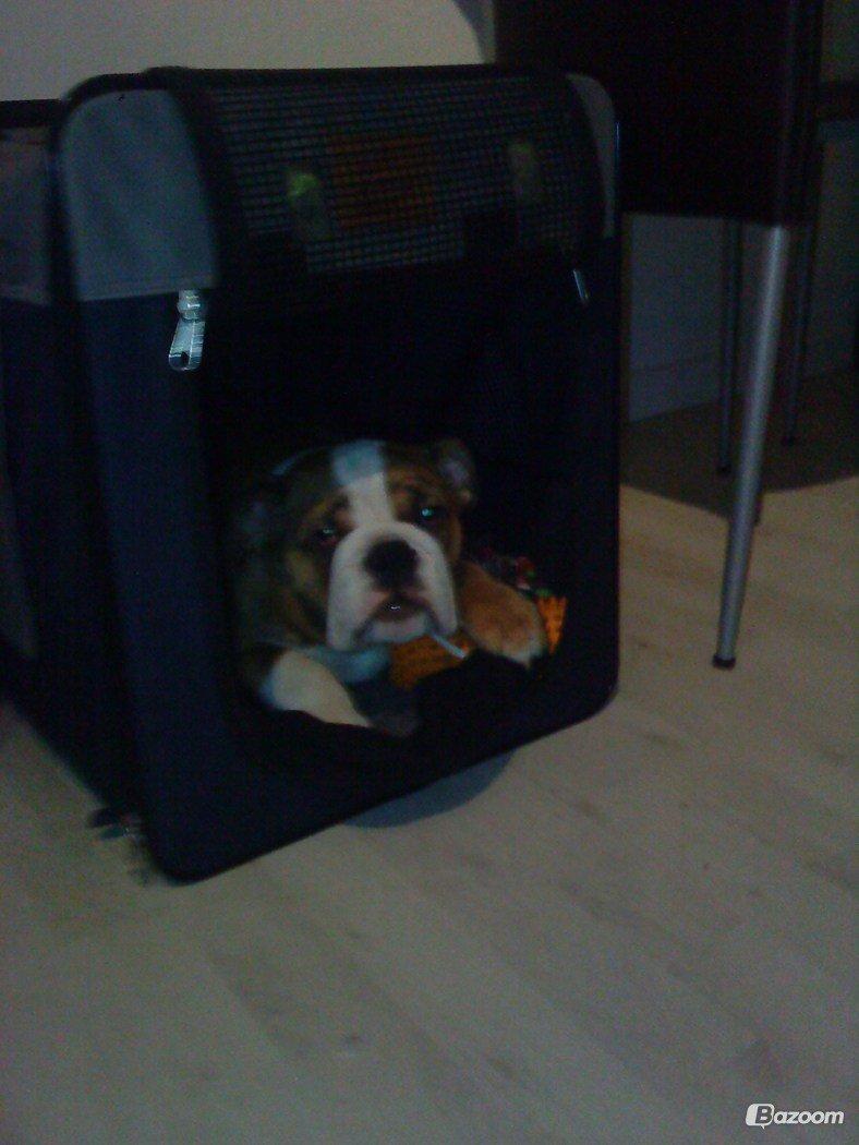 Engelsk bulldog Asbjørn billede 3