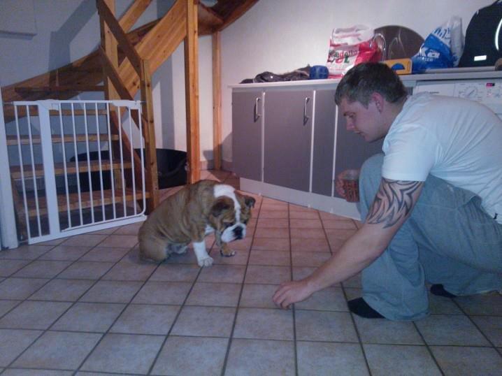 Engelsk bulldog Asbjørn billede 7