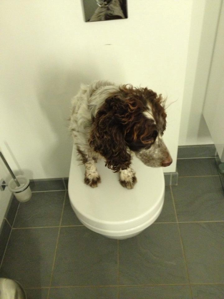 Field Trial Cockerspaniel Cairo billede 1