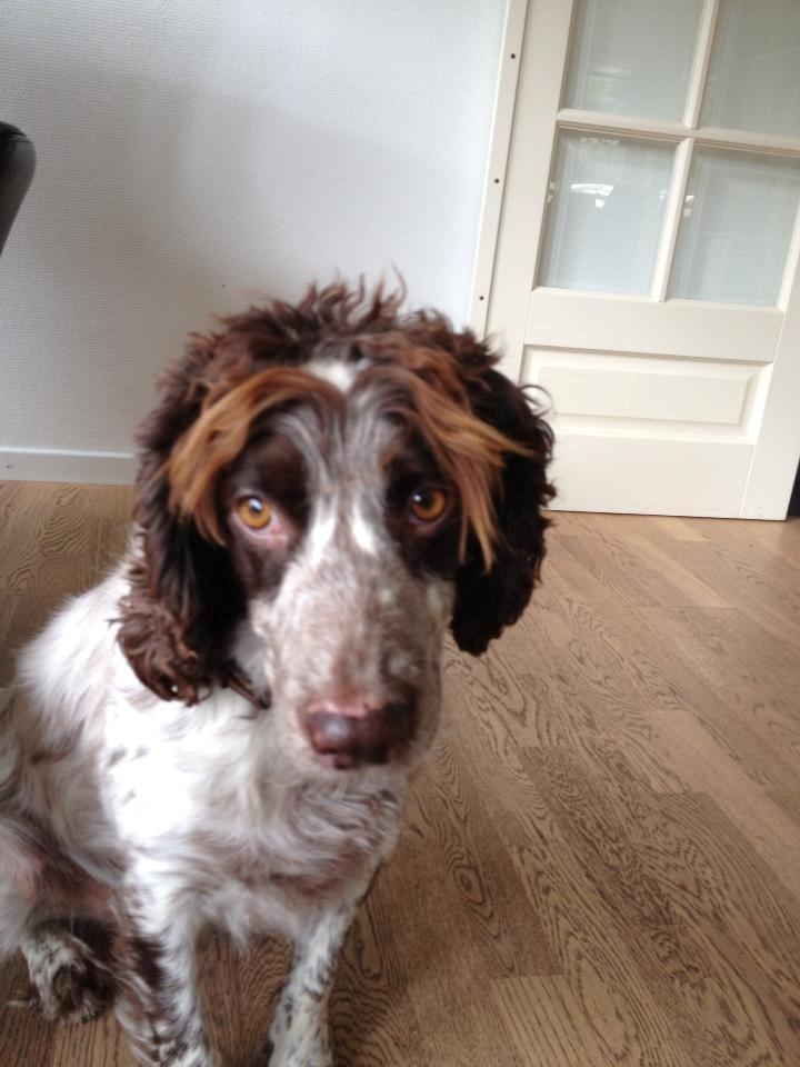 Field Trial Cockerspaniel Cairo billede 2