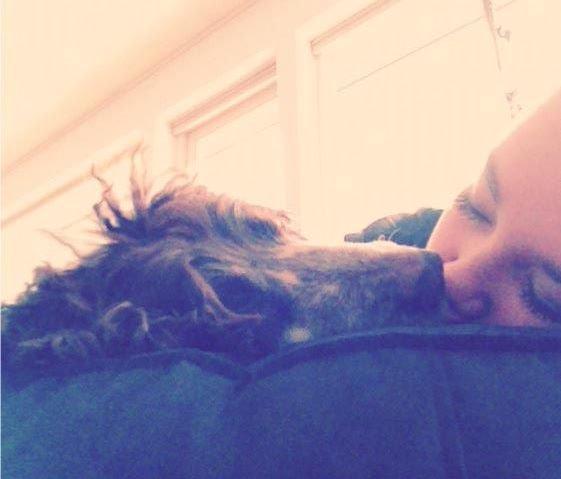 Field Trial Cockerspaniel Cairo billede 3