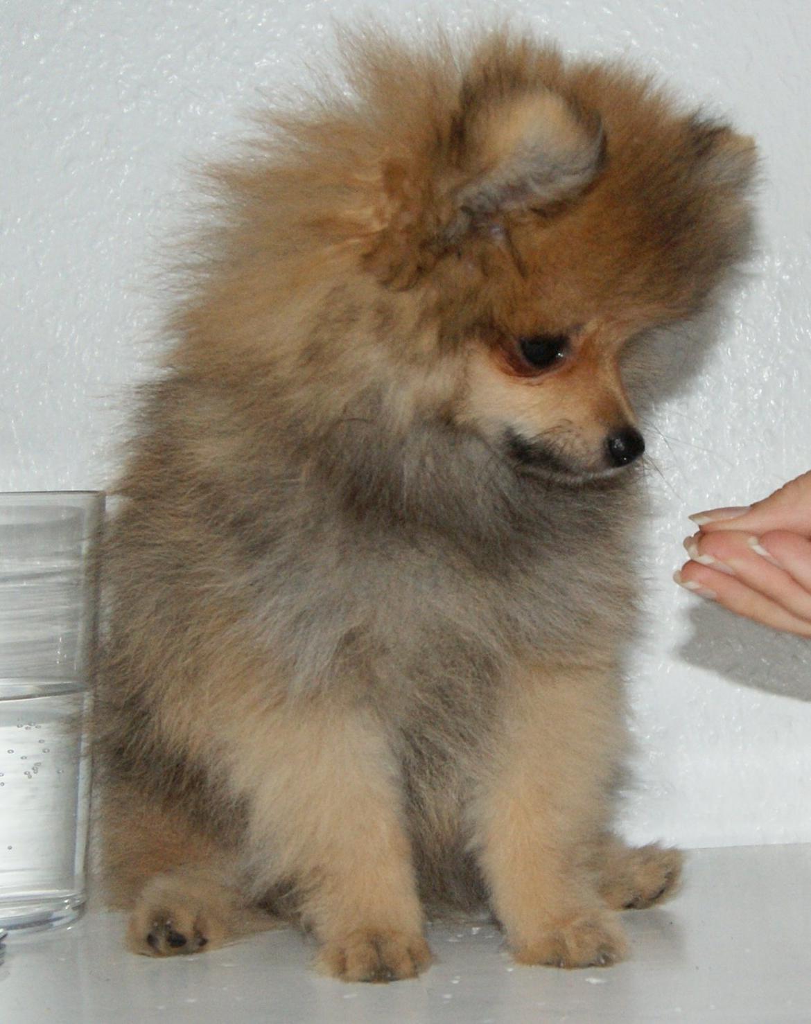 Pomeranian Pomdane's Barske Hubert billede 8