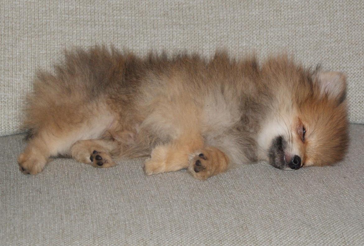 Pomeranian Pomdane's Barske Hubert billede 9