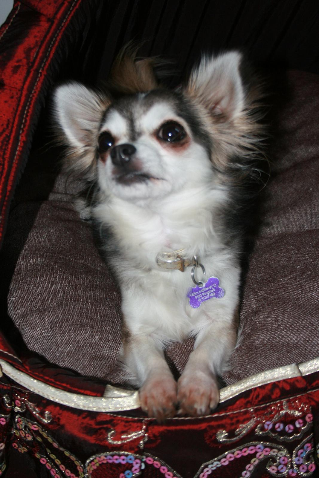 Chihuahua High Fly's Happy billede 12