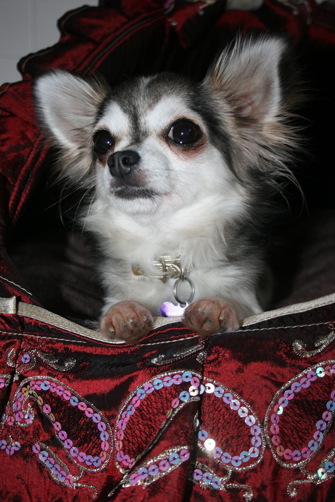 Chihuahua High Fly's Happy billede 13