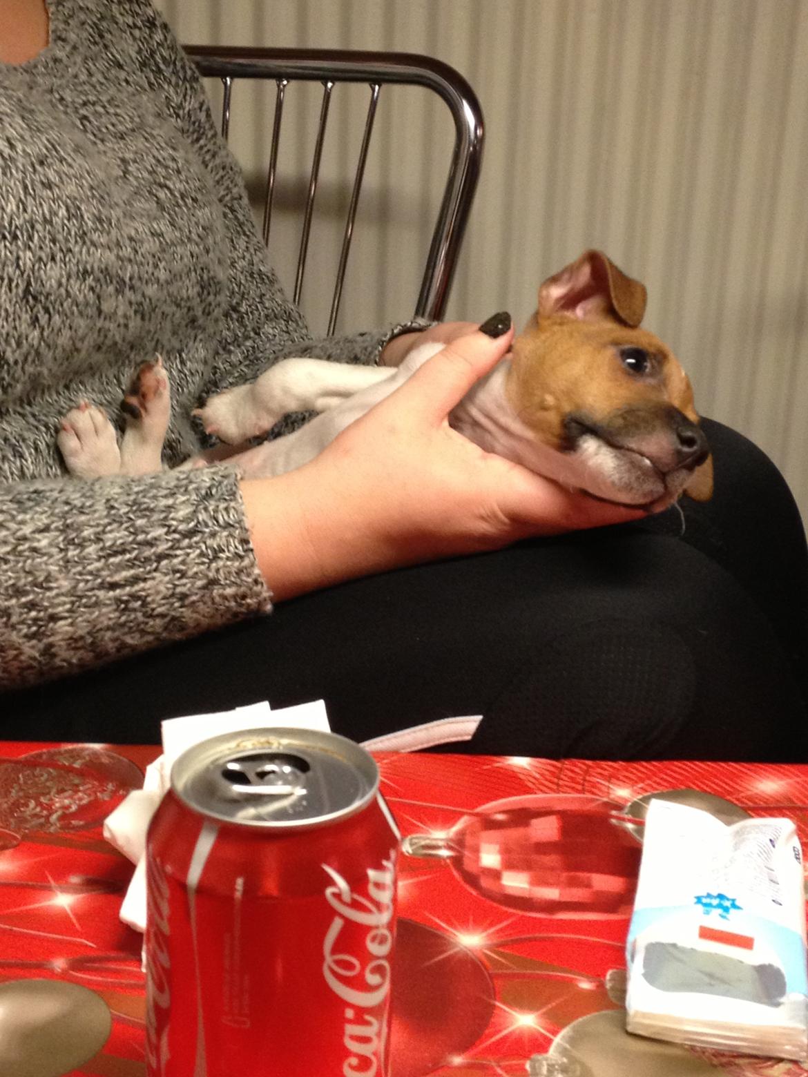 Dansk svensk gaardhund Kato <3 billede 17