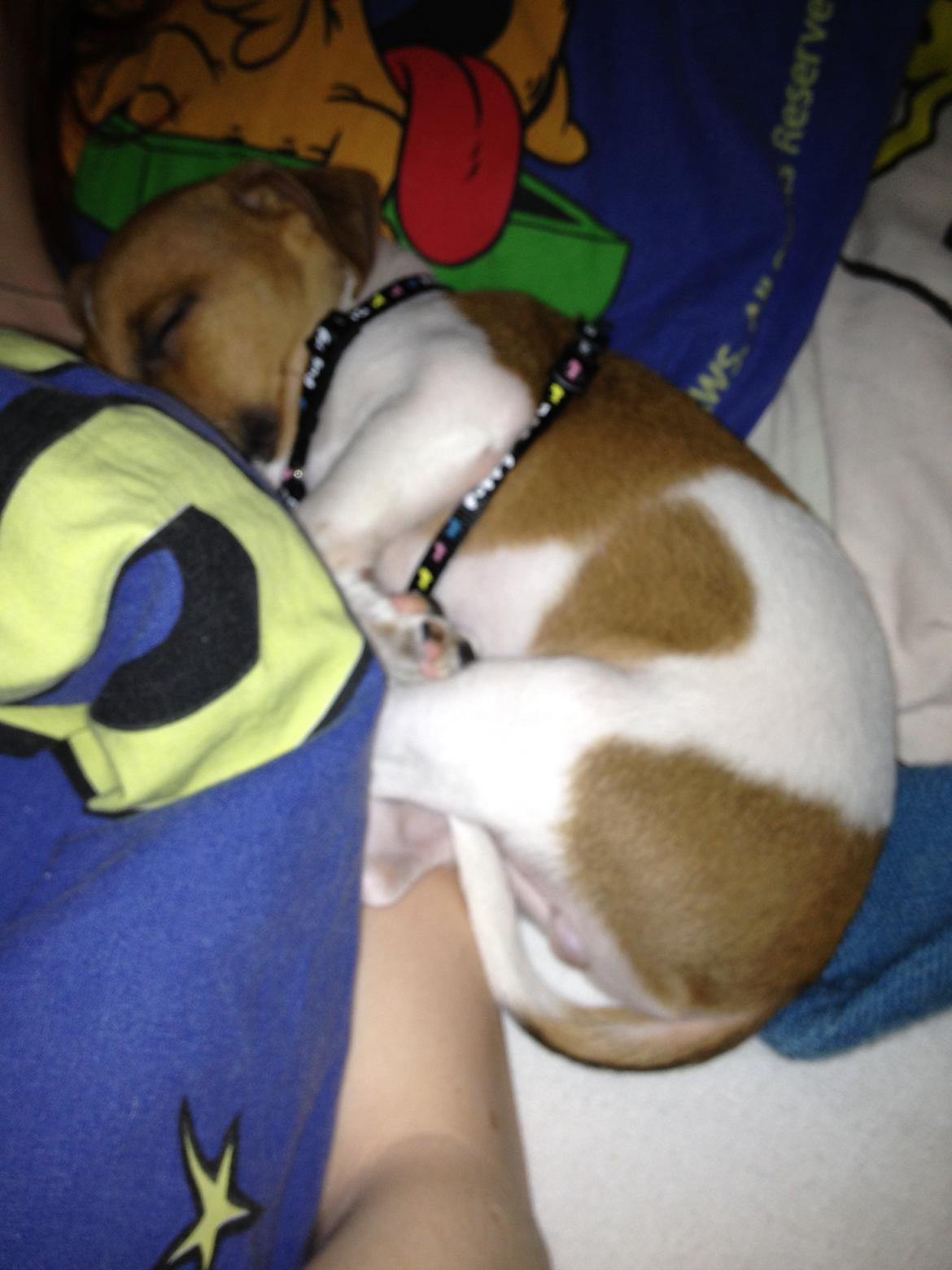 Dansk svensk gaardhund Kato <3 billede 19