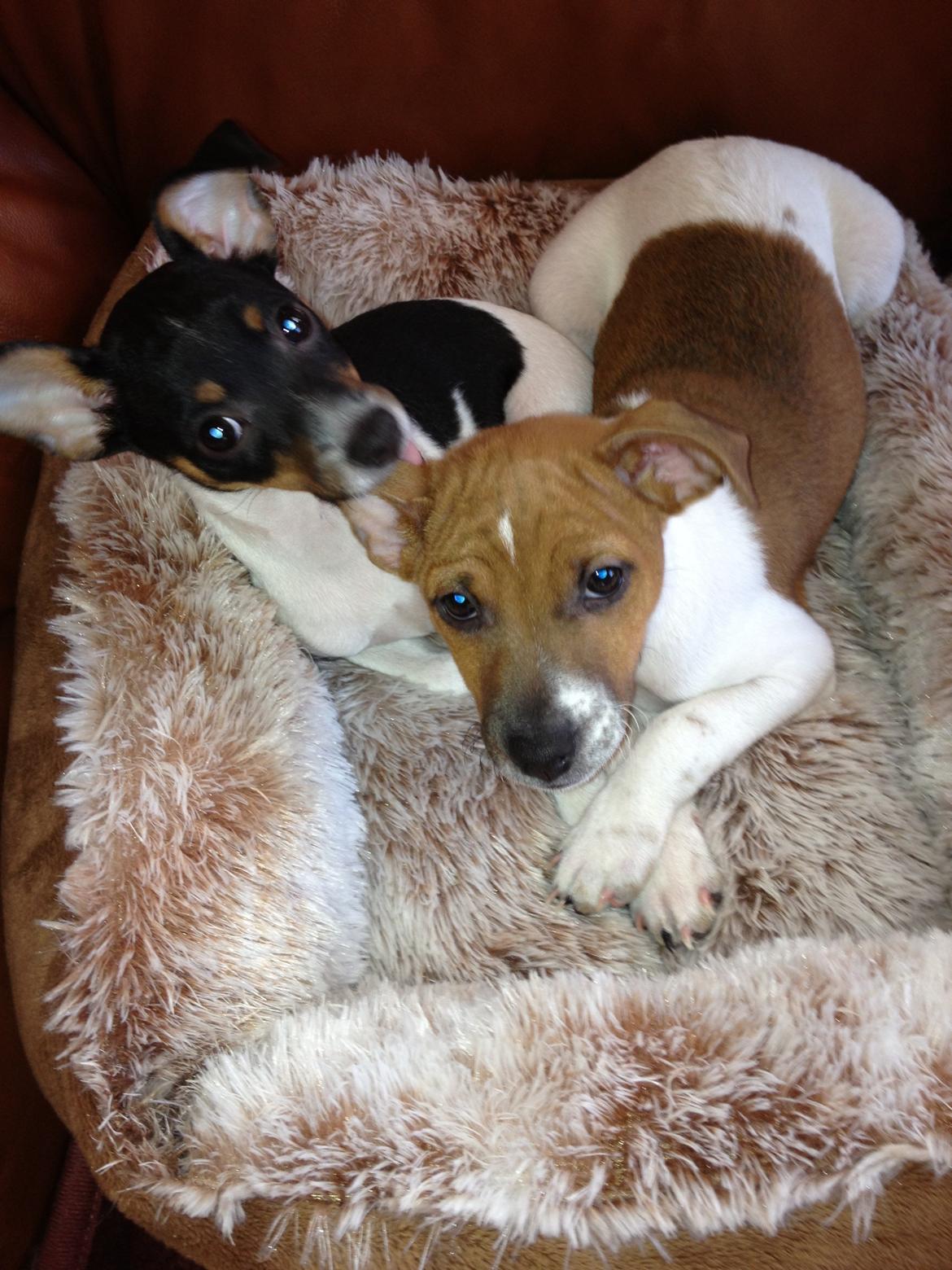 Dansk svensk gaardhund Kato <3 - Kato sammen med hans søster Emma. :-) billede 18