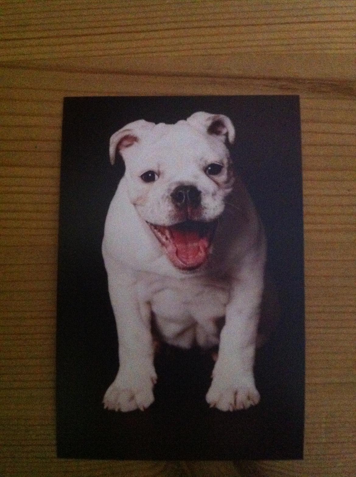 Engelsk bulldog Specky billede 7
