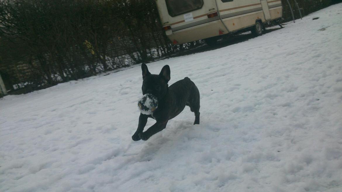 Fransk bulldog Frida - 7 måneder gammel billede 3