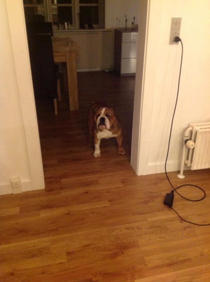 Engelsk bulldog Asbjørn billede 8