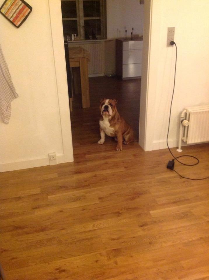 Engelsk bulldog Asbjørn billede 9