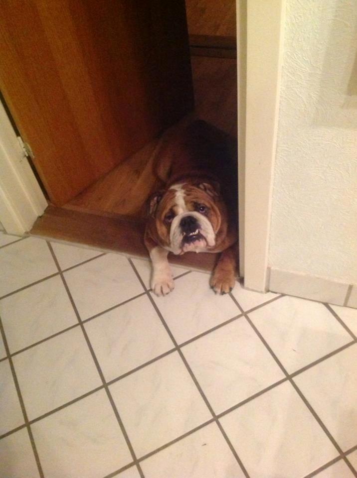 Engelsk bulldog Asbjørn billede 10