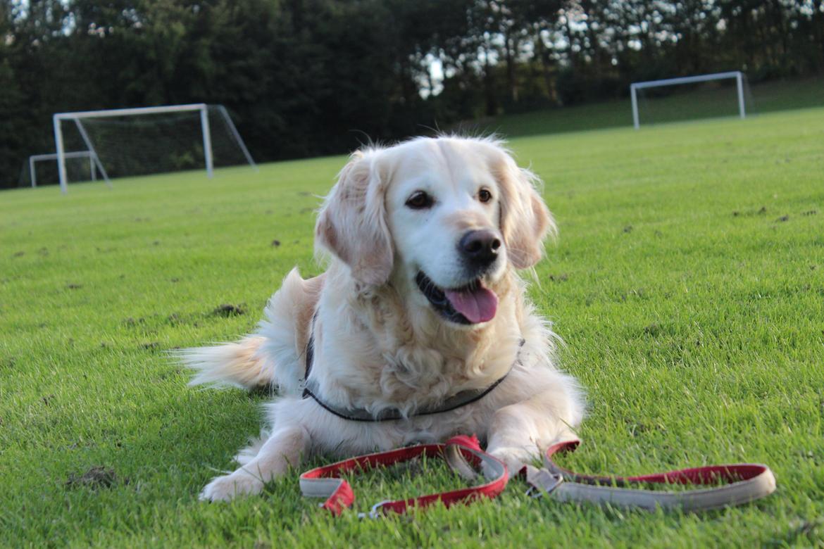 Golden retriever Luca billede 4