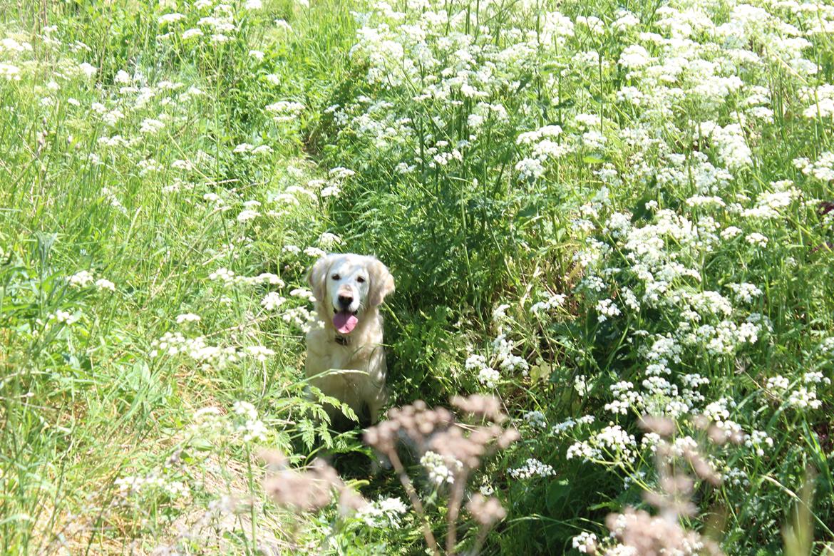 Golden retriever Luca billede 19