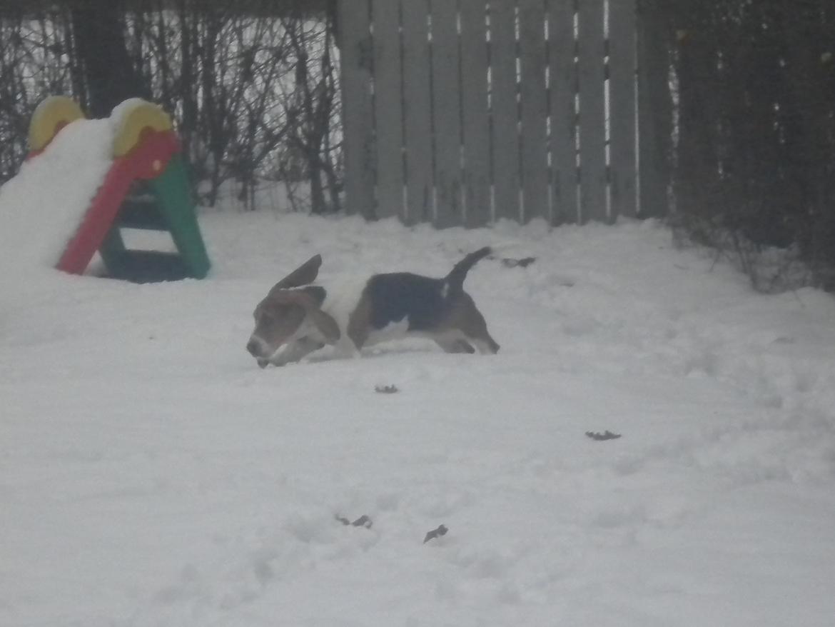 Basset hound Luna R.i.p - Luna leger i haven :D  billede 15