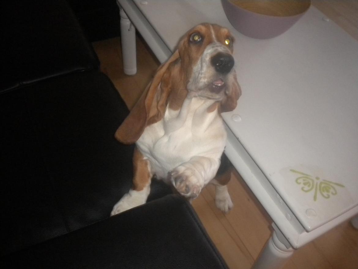 Basset hound Luna R.i.p - se miiiiiiiiiig Mooooooaaaaar :D  billede 16