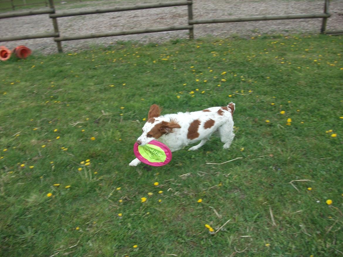 Breton Rikki billede 1