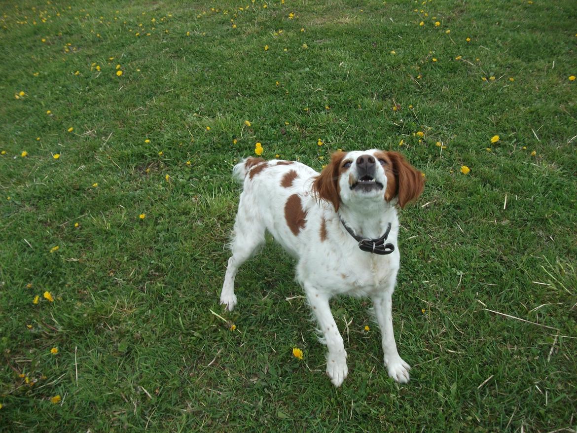 Breton Rikki billede 5