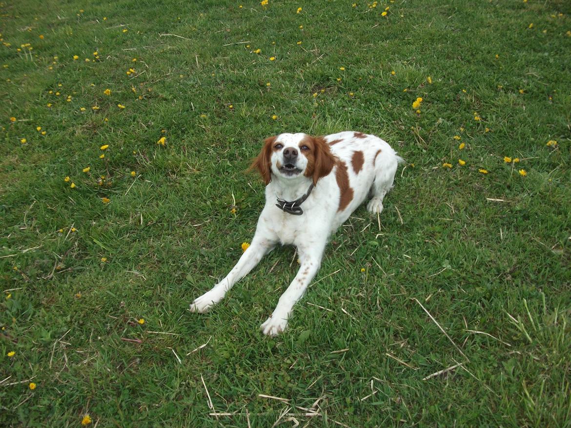 Breton Rikki billede 2