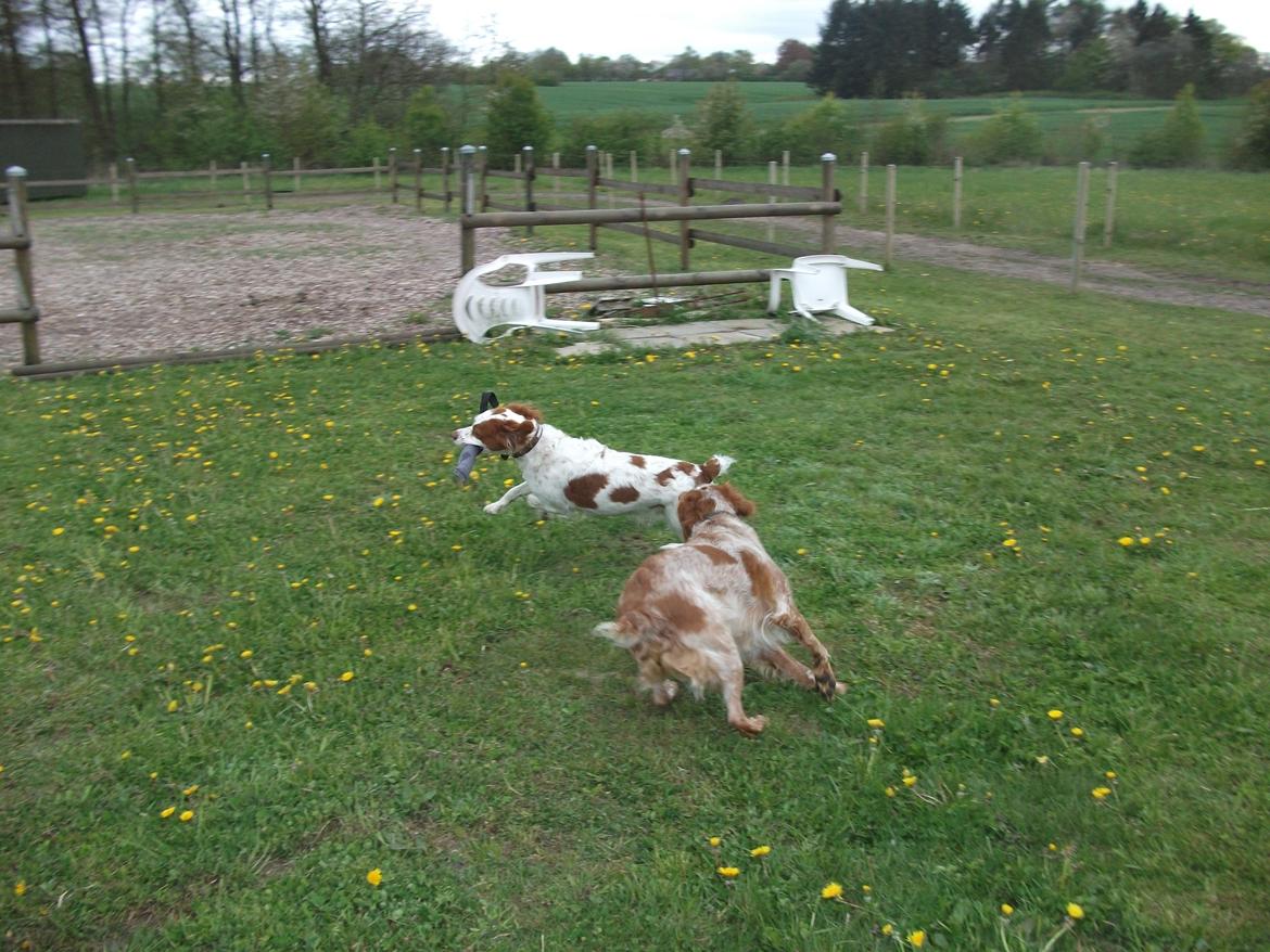 Breton Rikki billede 4