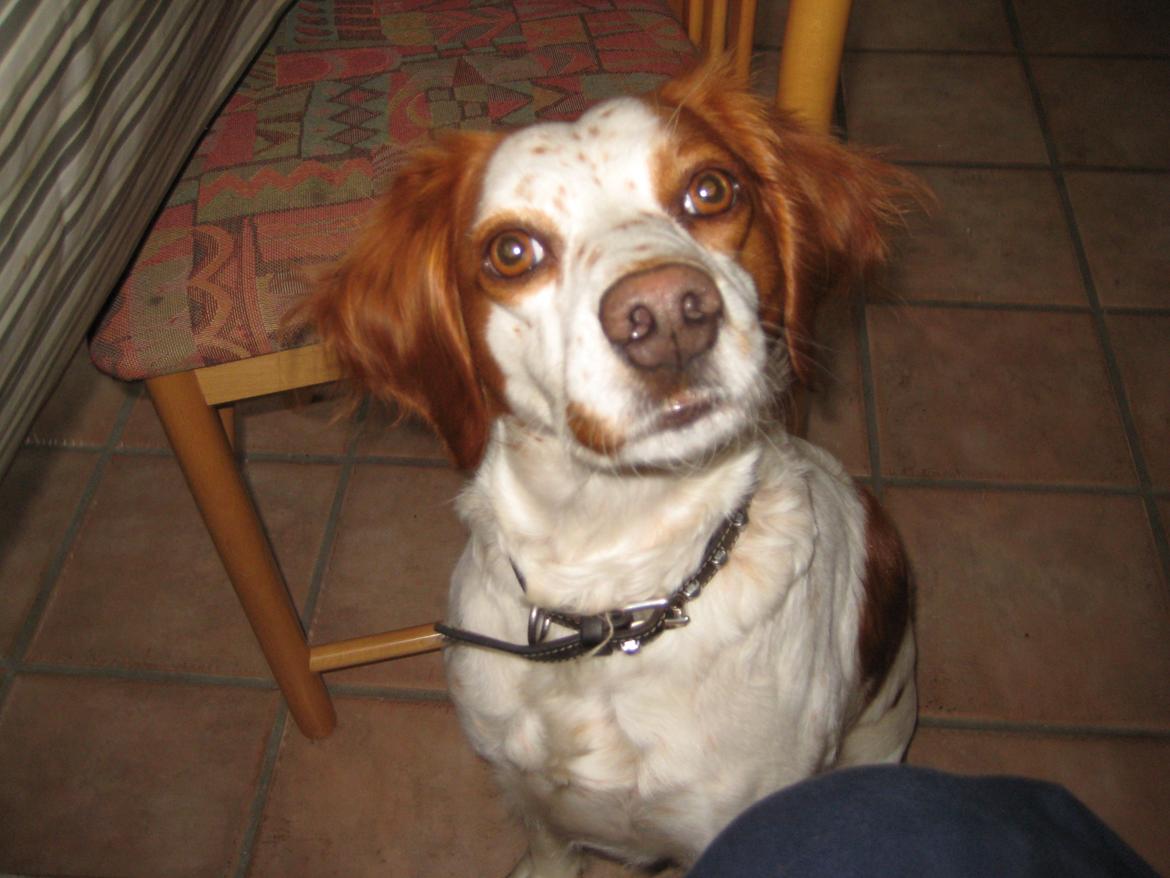 Breton Rikki billede 7