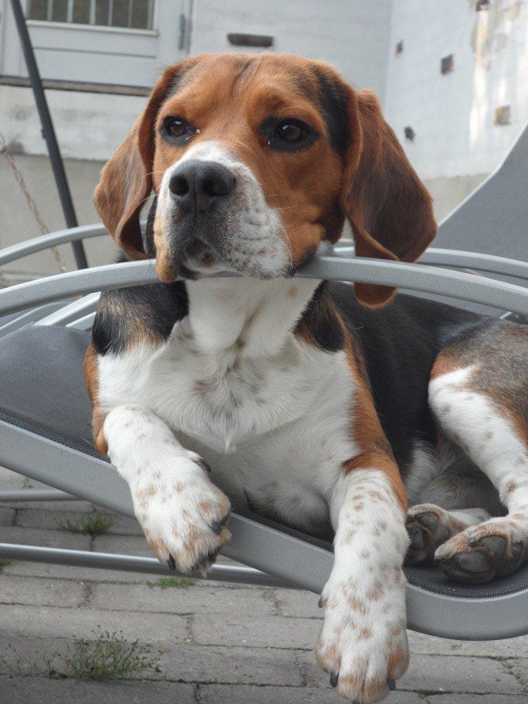 Beagle Leonardo billede 11