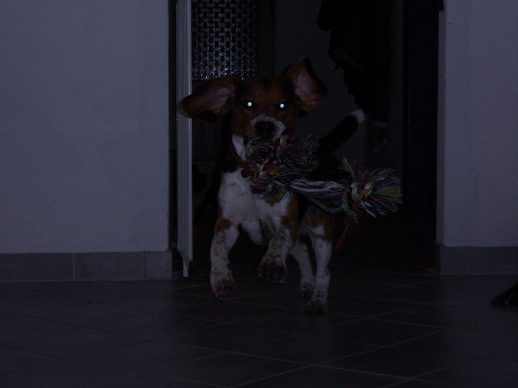 Beagle Leonardo billede 9