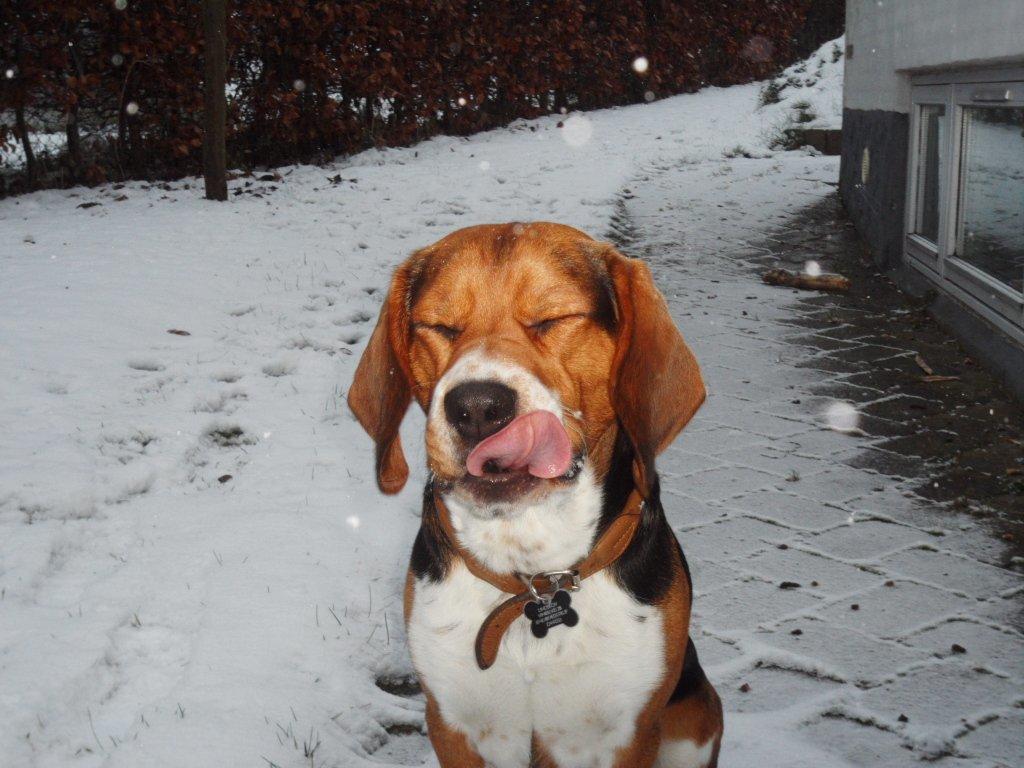 Beagle Leonardo billede 7