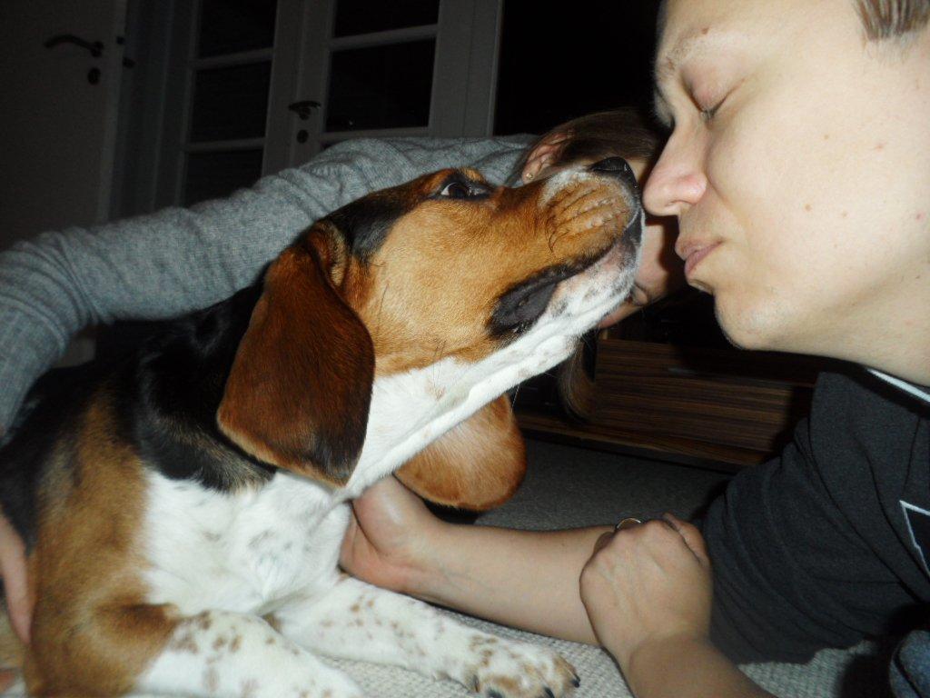 Beagle Leonardo billede 23