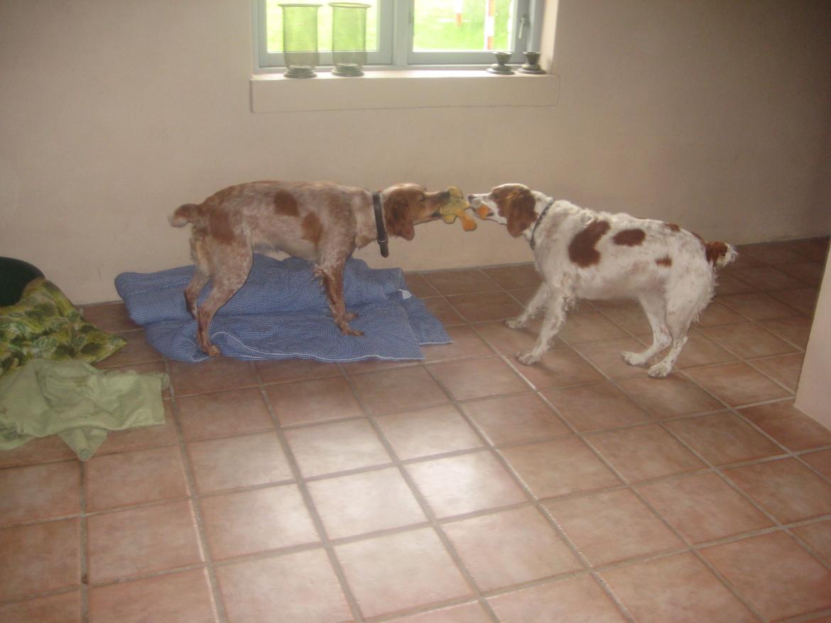 Breton Rikki billede 8