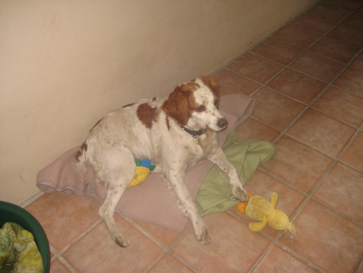 Breton Rikki billede 9