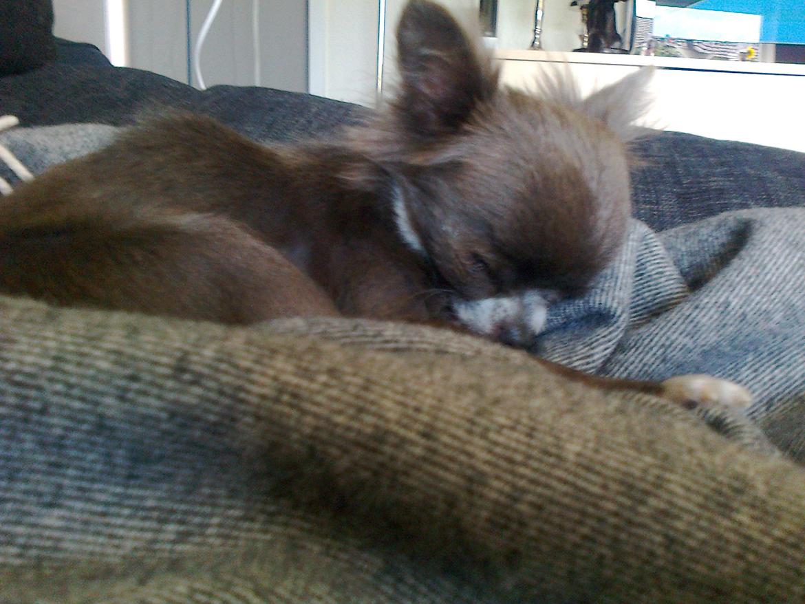 Chihuahua Shining Buster billede 4