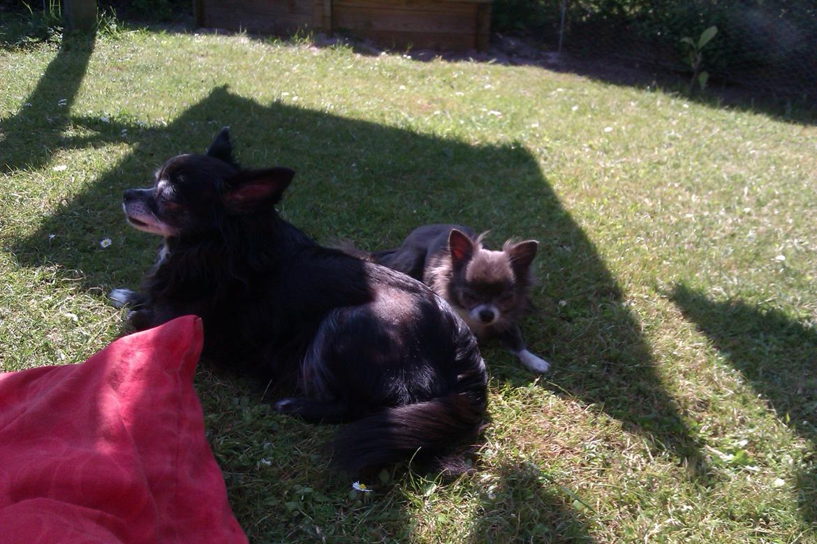 Chihuahua Shining Buster billede 5