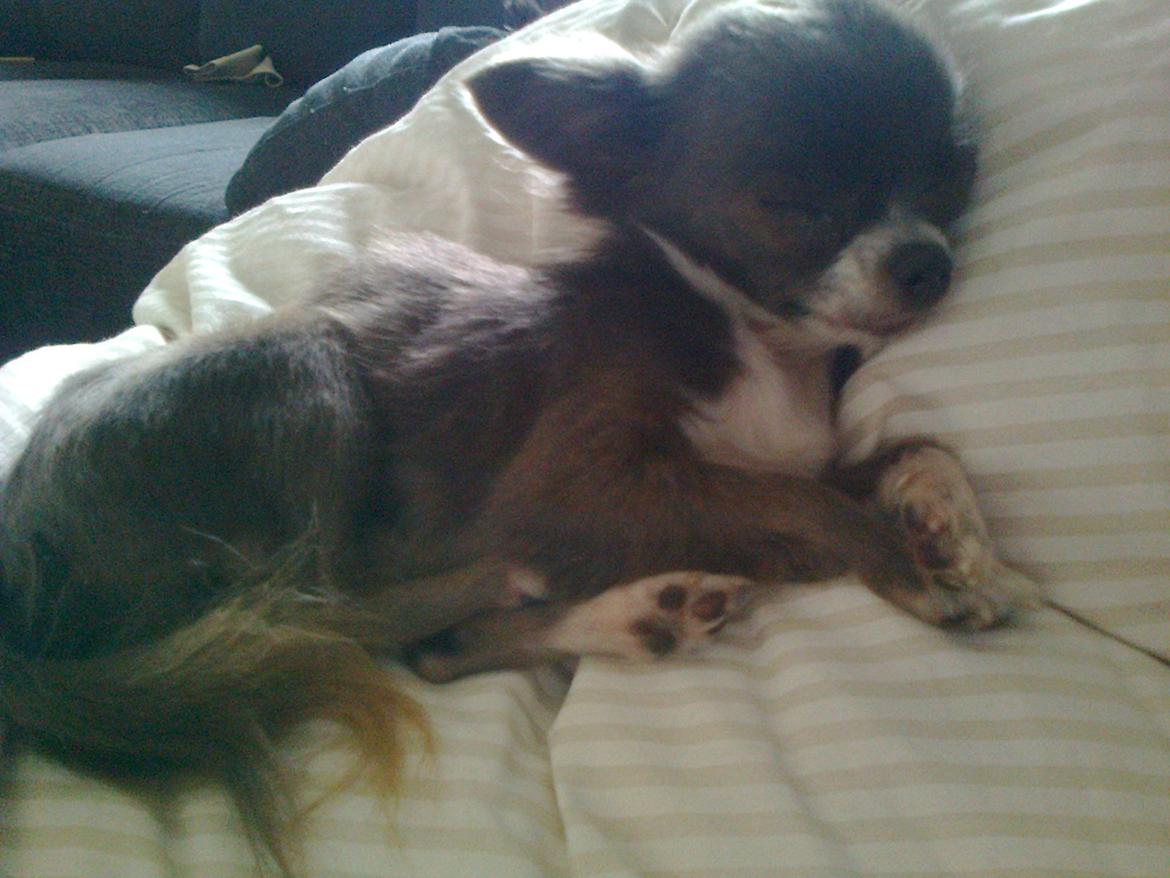 Chihuahua Shining Buster billede 7