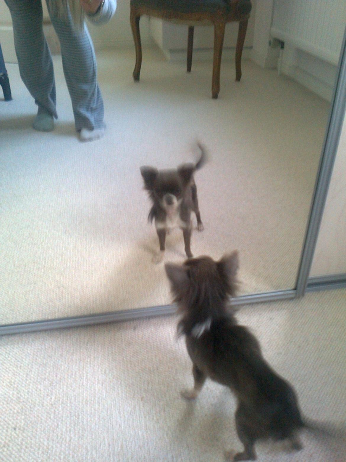 Chihuahua Shining Buster billede 8