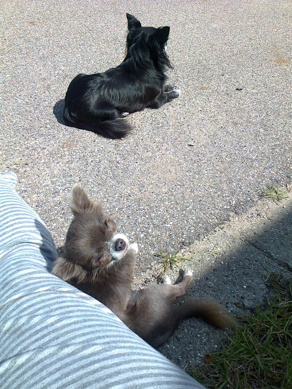 Chihuahua Shining Buster billede 9