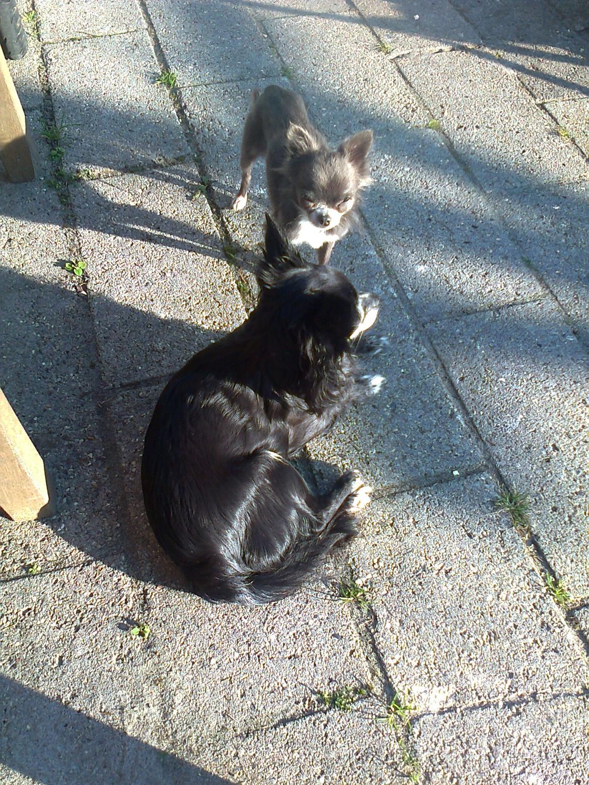 Chihuahua Shining Buster billede 11