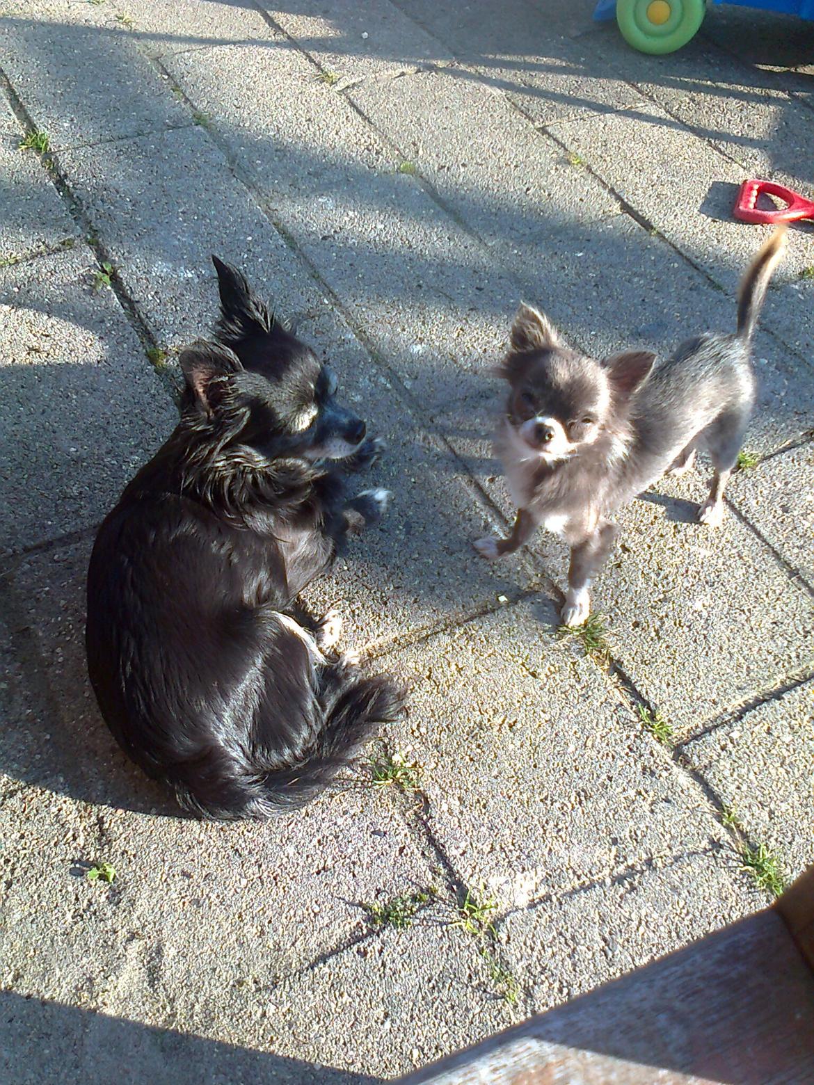 Chihuahua Shining Buster billede 12